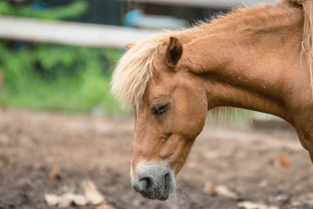 lethargic looking palomino horse with closed eyes and head hung low