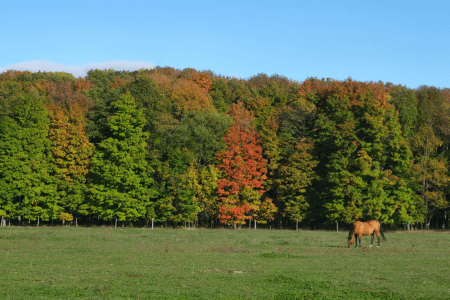 horse pasture in the fall