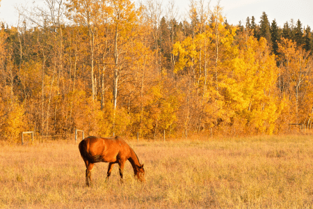 horse grazing in the fall 