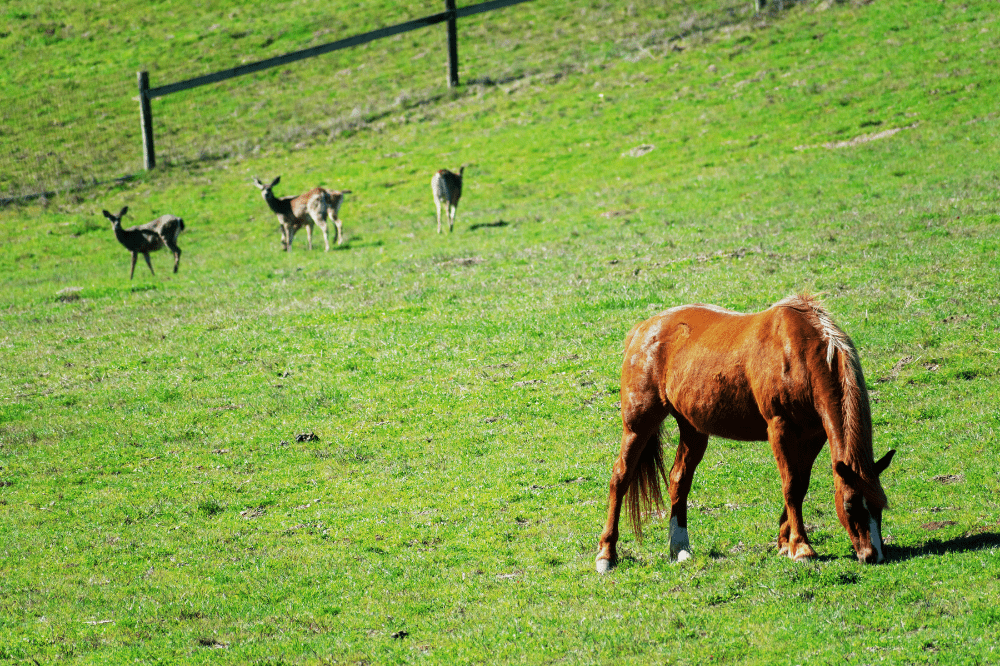 chestnut horse and deer grazing in a field of spring grass