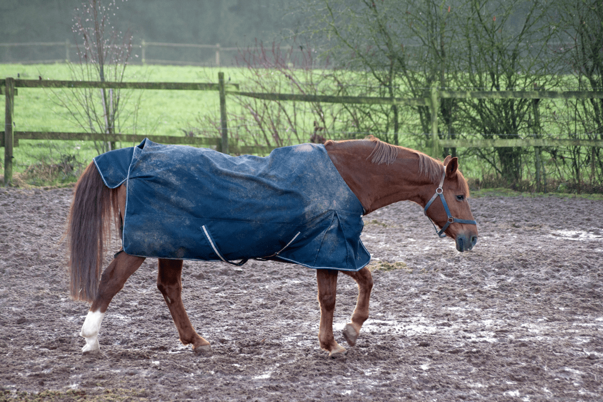 chestnut horse wearing a blue turnout blanket