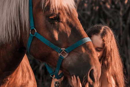 horse head profile during golden hour for an equine photoshoot