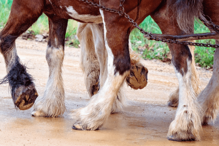 draft horse legs showing many white feathers