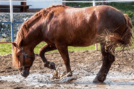 heavy draft horse playing in the mud