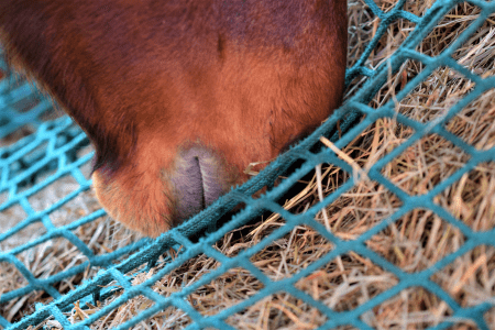 horse eating from a haynet
