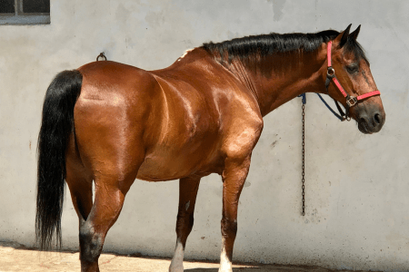 shiny bay horse tied for grooming