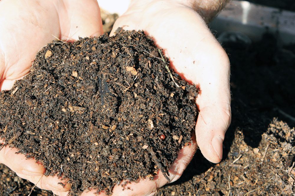 two hands holding a palmful of composed horse manure