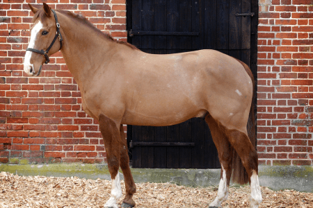 clipped horse with a trace clip and fuzzy leg