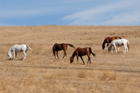 herd of horses grazing on brown pasture