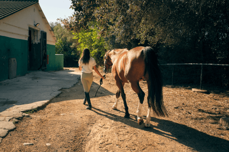girl walking a horse as if it has colic