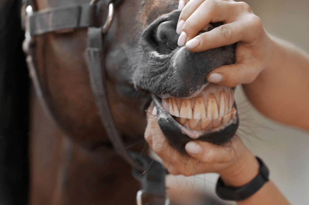 up close photo of someone holding horse lips apart to show teeth and gums