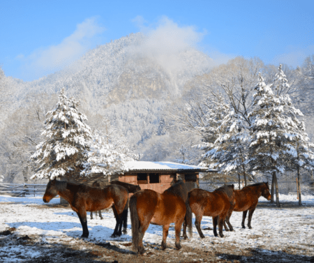 horses outside in mud during snowy winter