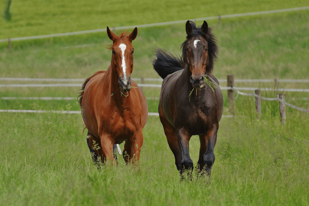 two horses walking in a grass pasture with knee high grass