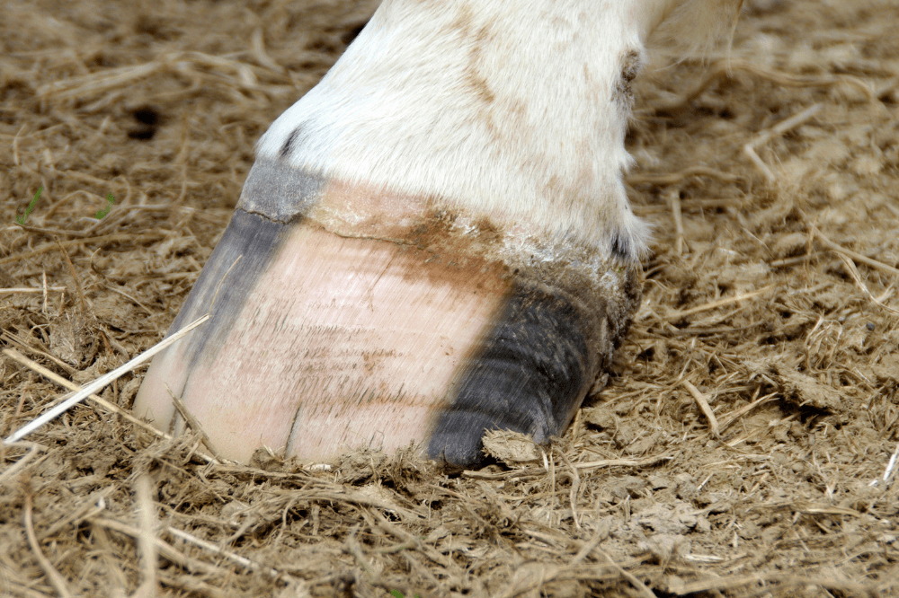 white and black hoof with a few smaller seedy toe cracks