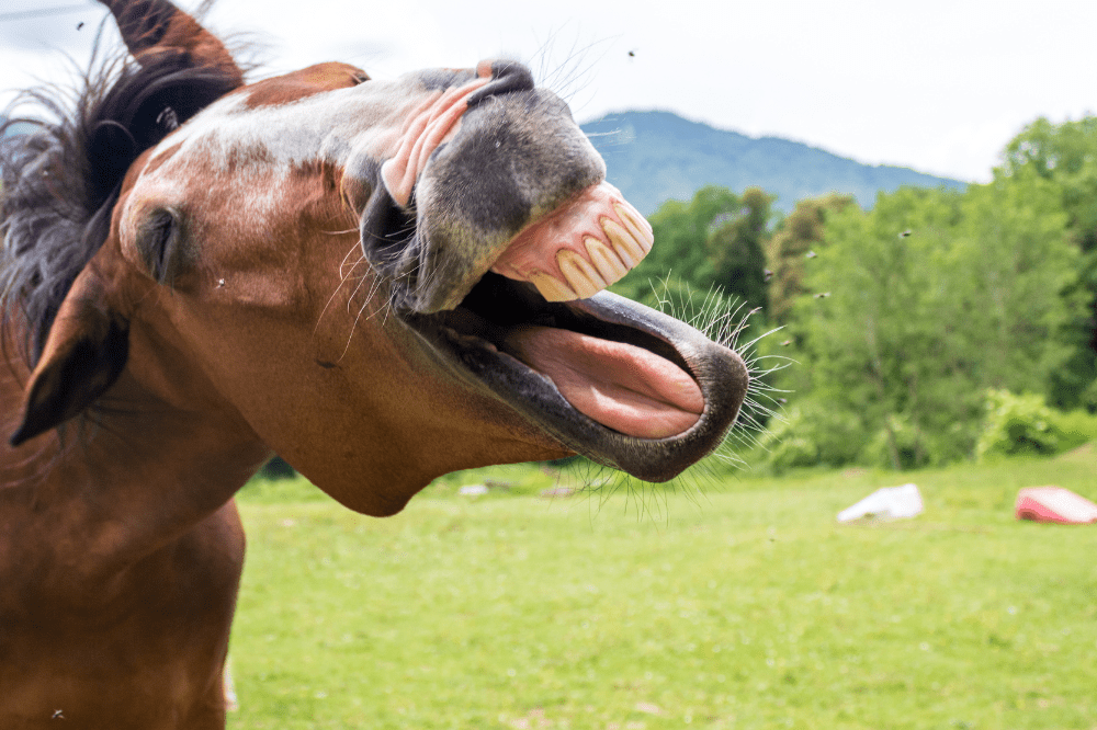 silly brown horse shaking his head and showing off his teeth