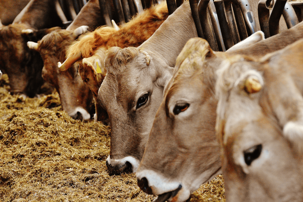 several cows sharing a feed bin of cattle feed