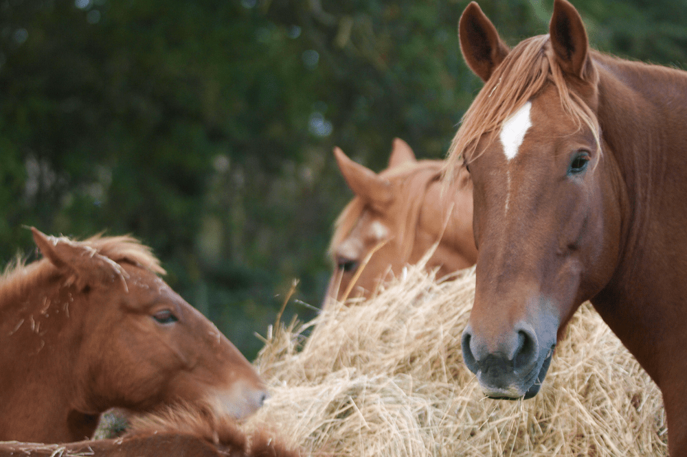 chestnut horse eating from round bale of hay 