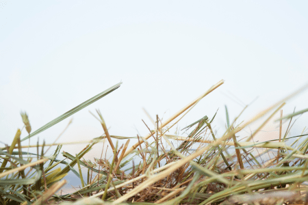 close up shot of hay for horses