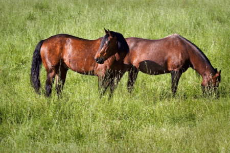 two dappled horses grazing in tall grass that has gone to seed