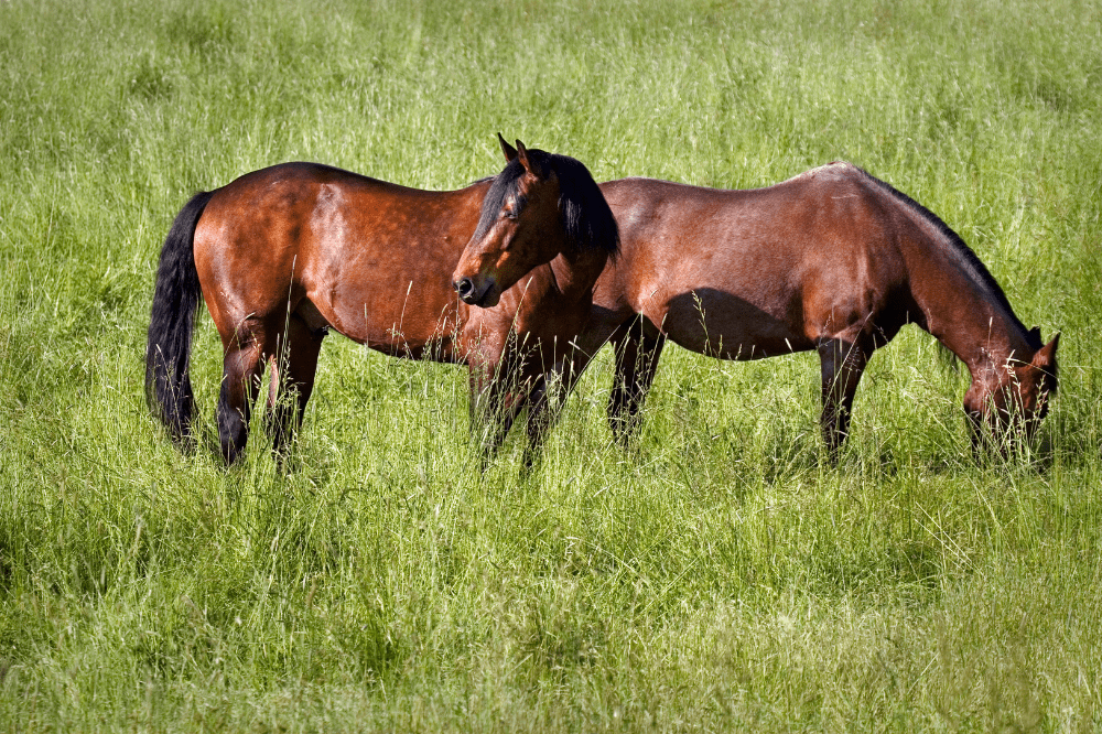 two dappled horses grazing in tall grass that has gone to seed