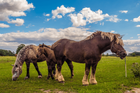 a large belgian draft horse with feathered legs and thick lower leg skin that may have cpl in horses