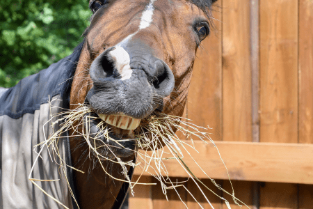 silly horse twisting his head to eat hay
