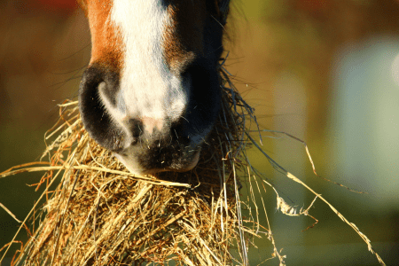 horse face with a mouth of hay to gain weight