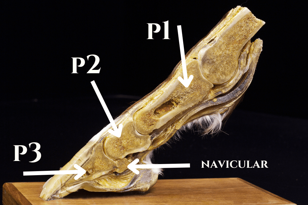 cross section of horse lower leg showing the coffin bone, the short pastern bone, the navicular, and the long pastern bone with labels