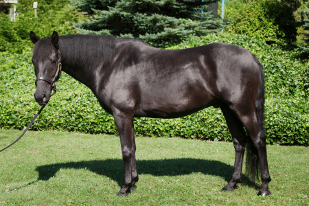 shiny black horse on grass with green background