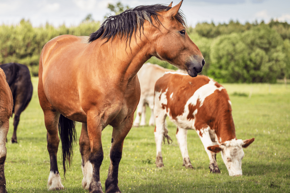 a fat horse and a cow standing in a field grazing