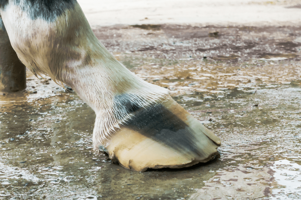 side view of a horse hoof showing the quarter and a white line disease crack on the toe