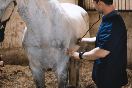equine vet listening to heart of a gray horse in a stall
