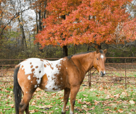 dappled horse in the fall with tree in pasture