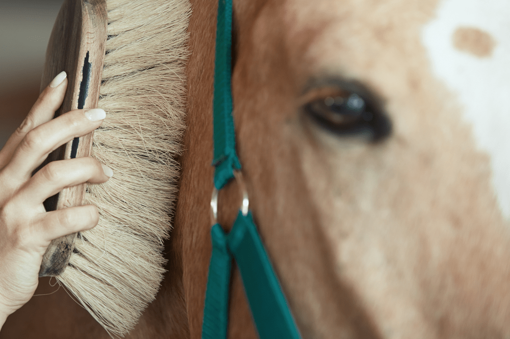 palomino horse being brushed with a dandy brush