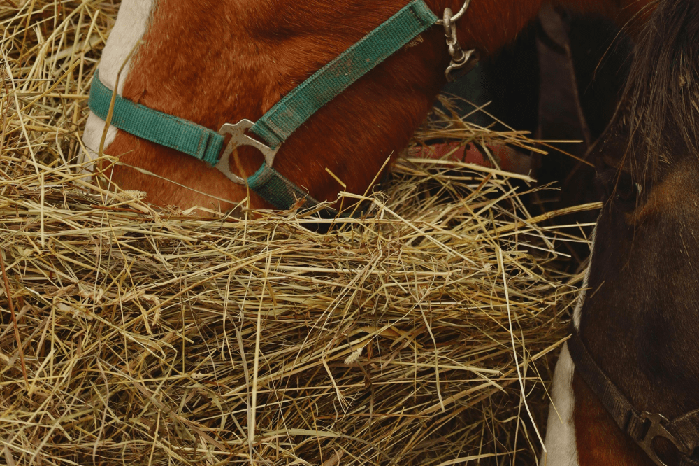horse in green halter chewing hay