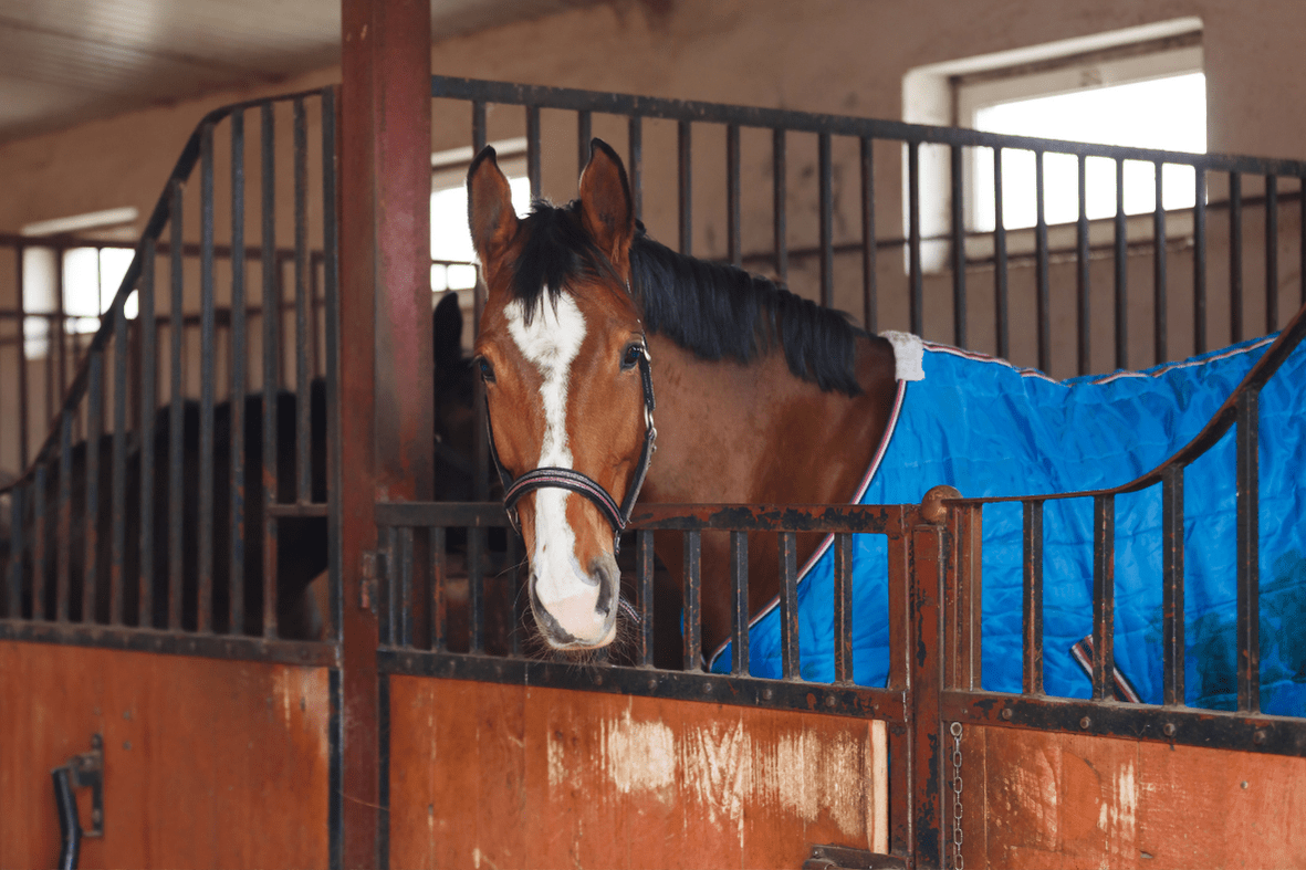 bay horse with big blaze standing in a stall wearing a blue stable blanket