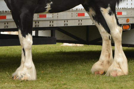 feathered legs of a draft horse