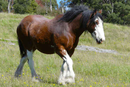 a clydesdale draft horse with long leg feathers walking in a green pasture