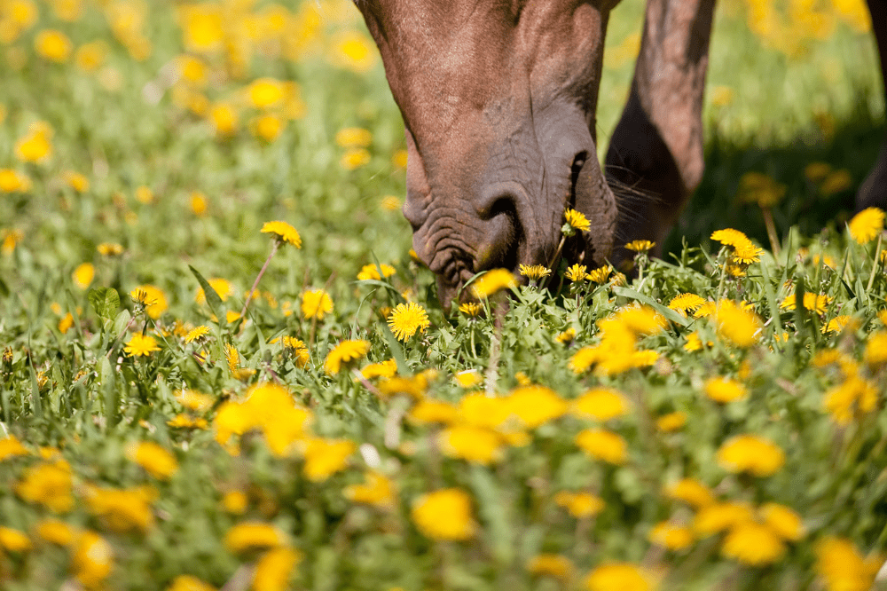 bay horse head and legs grazing in field full of dandelions