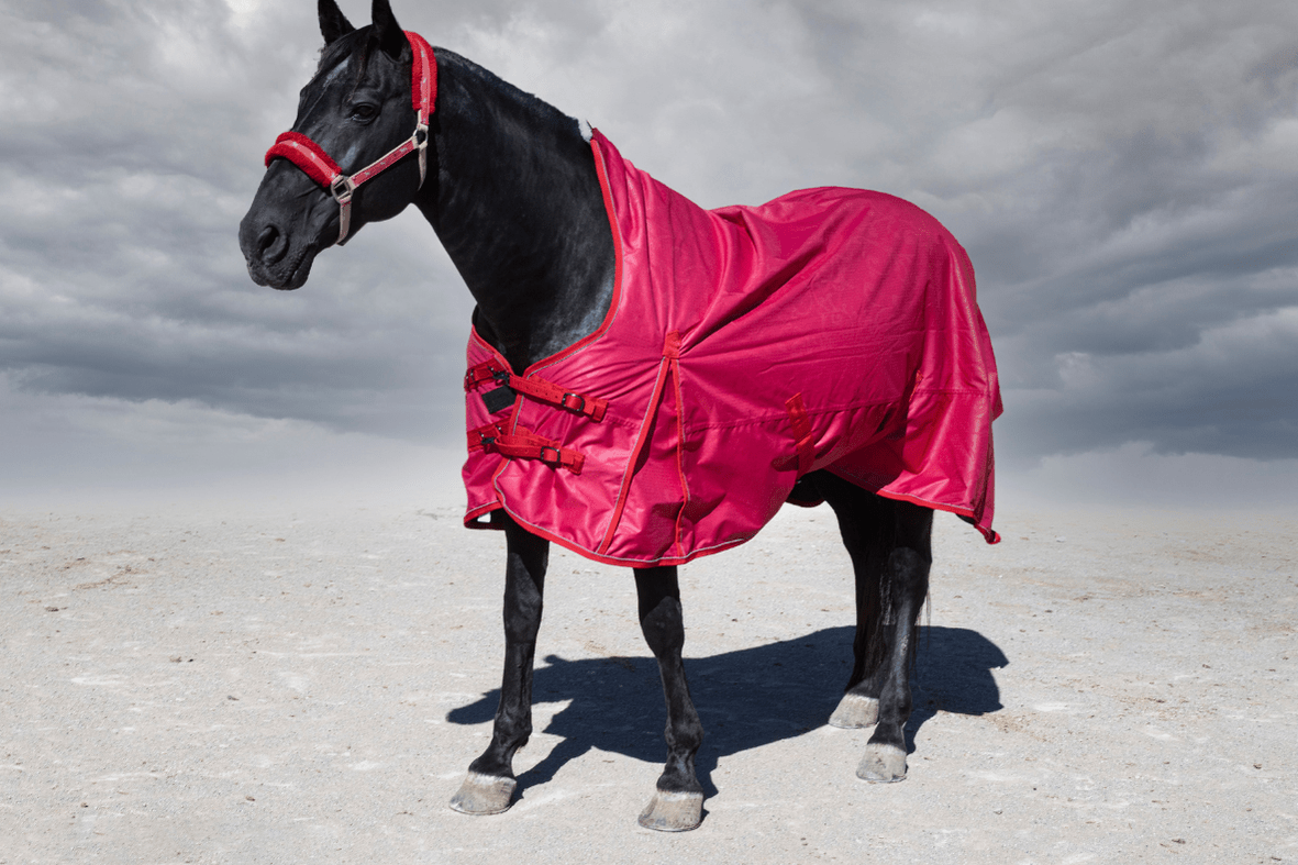black horse wearing an ill fitting red blanket with improperly closed chest closures