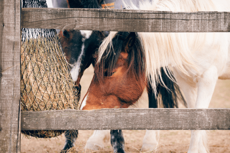 two horses eating teff hay from a hay net hanging on a fence