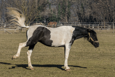 pinto horse with ears pinned and back leg kicking out