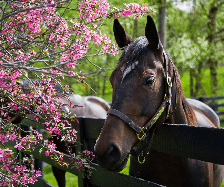horse with spring flowers