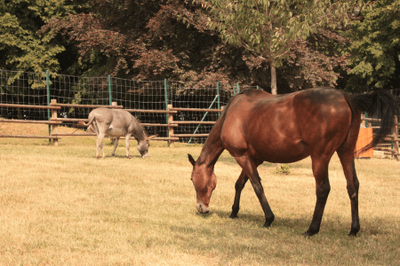 skinny bay horse grazing on short drought pasture