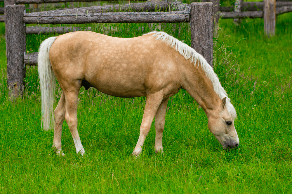 dappled palomino pony grazing in a lush grass field