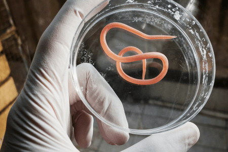 gloved hand holding a worm in a petri dish 