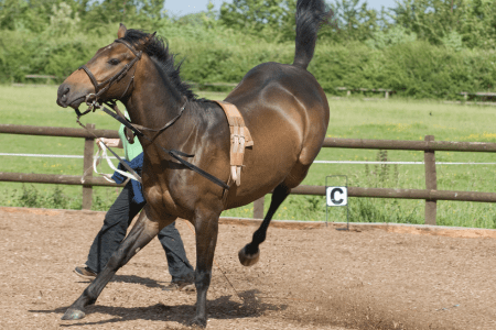 horse on lunge line kicking