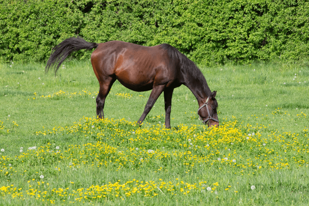 skinny, dark horse grazing in a bright green field with dandelions