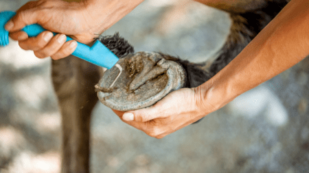 girl picking the front hoof of a horse with a blue hoof pick