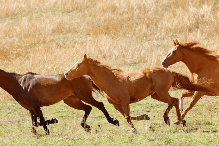 horses running in a field 